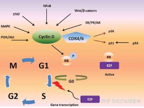 G1-495-372