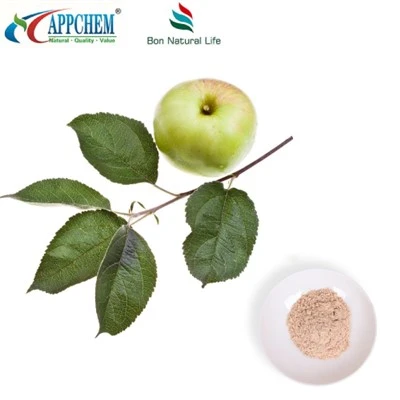 ایپل نچوڑ Phloretin بلک سپلائی